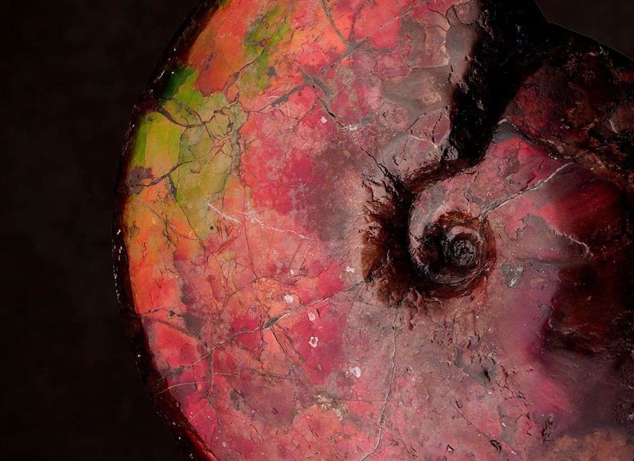 Top 7 Most Collectable Fossils